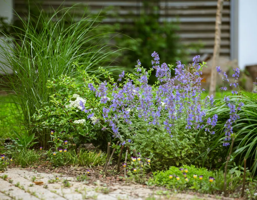Massif de fleurs violettes et de plantes vertes